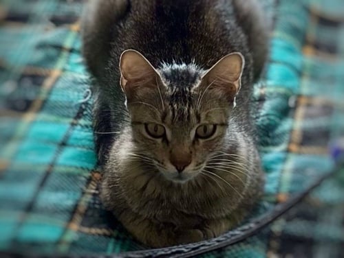 FRIEDA - Domestic Short Hair available for adoption