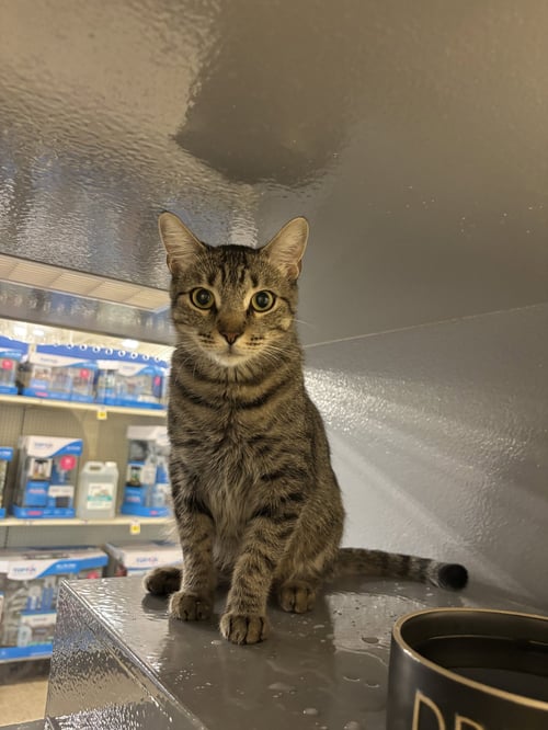 FRIEDA - Domestic Short Hair available for adoption
