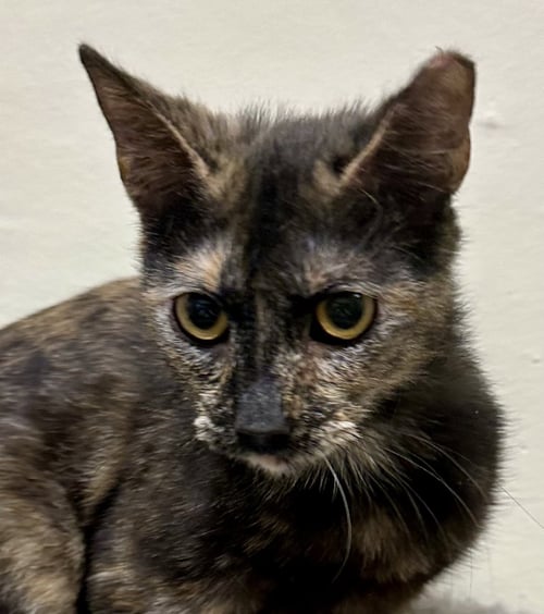 HOOT - Tortoiseshell / Domestic Short Hair available for adoption