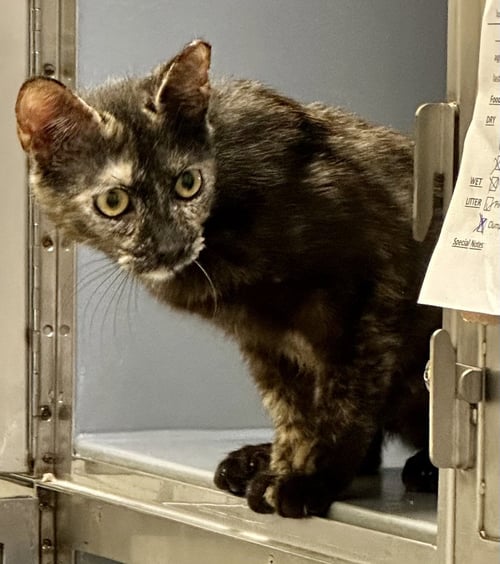 HOOT - Tortoiseshell / Domestic Short Hair available for adoption