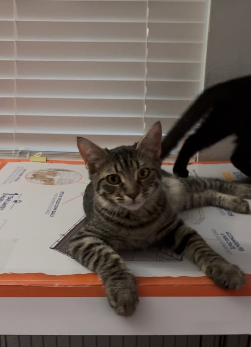 JOHNNY - Domestic Short Hair / Tabby available for adoption