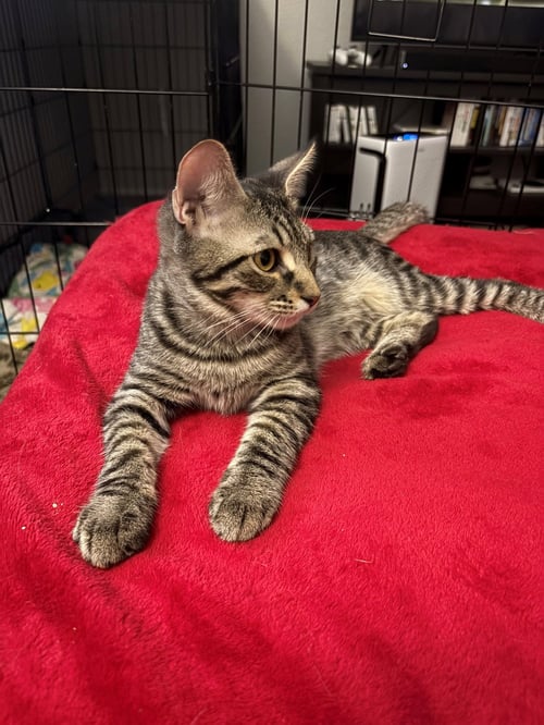 JOHNNY - Domestic Short Hair / Tabby available for adoption