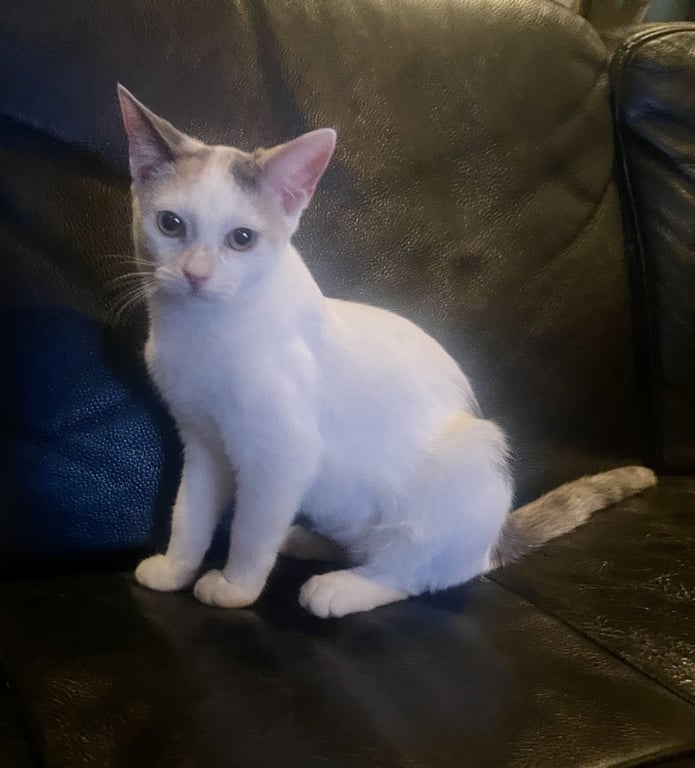 Pixie Image