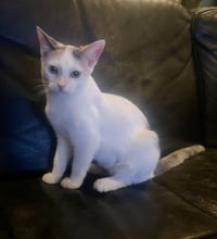 Pixie - Photo 1