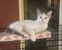 Pixie - Photo 4