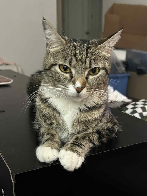 WHISKER - Domestic Short Hair available for adoption