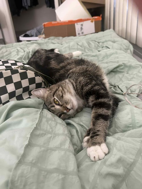 WHISKER - Domestic Short Hair available for adoption