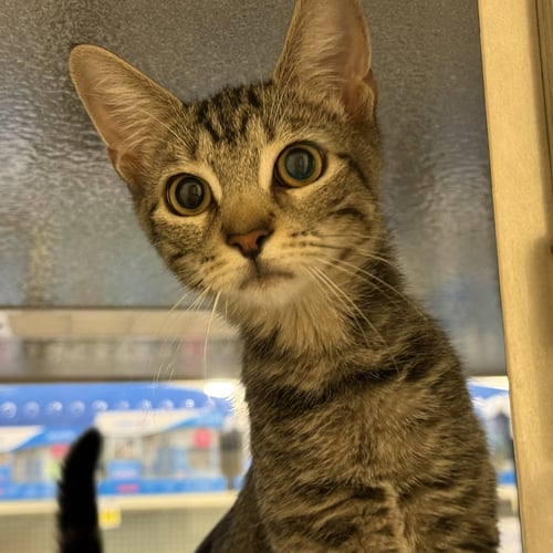 AMALIA - Domestic Short Hair available for adoption
