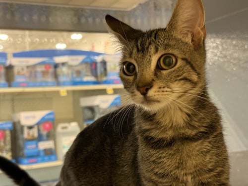 AMALIA - Domestic Short Hair available for adoption