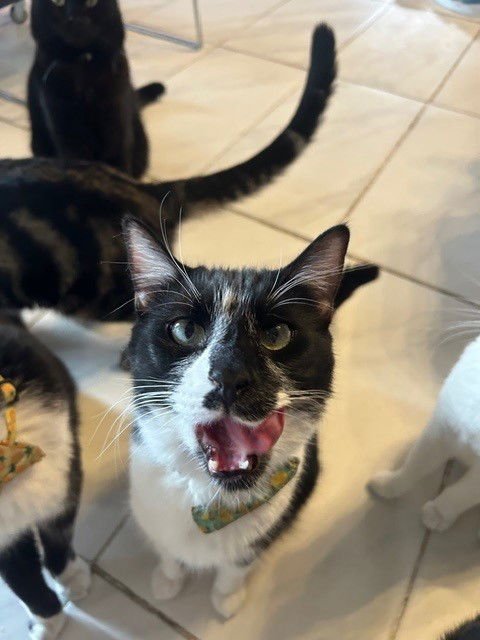 KENDRICK BONDED WITH DRAKE - Domestic Short Hair / Tuxedo available for adoption