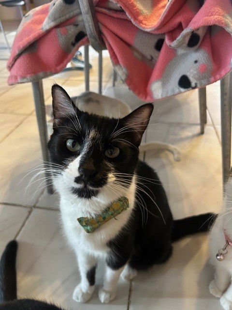 KENDRICK BONDED WITH DRAKE - Domestic Short Hair / Tuxedo available for adoption