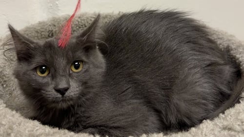 SPARKS (BONDED TO MEADOW) - Maine Coon / Russian Blue available for adoption