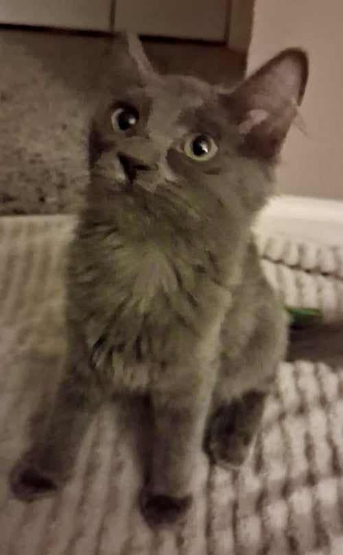 SPARKS (BONDED TO MEADOW) - Maine Coon / Russian Blue available for adoption