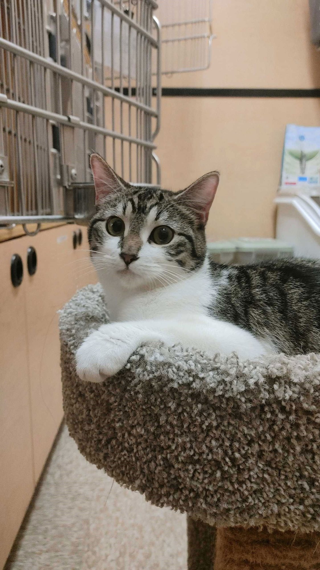 REMY (BONDED TO TURBO) - Domestic Short Hair available for adoption