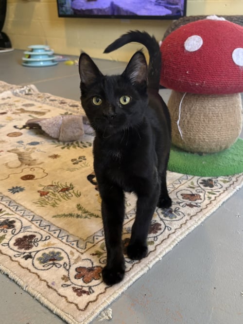 WOODY BONDED WITH HAMM - Domestic Short Hair available for adoption
