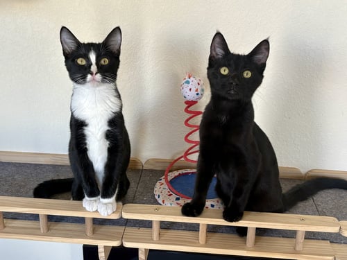WOODY BONDED WITH HAMM - Domestic Short Hair available for adoption