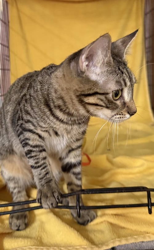 CHERRY - Tabby / Domestic Short Hair available for adoption