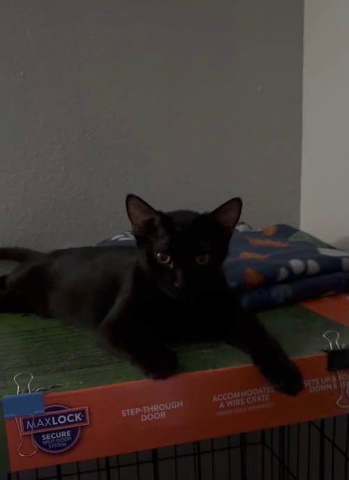 EMMA - Domestic Short Hair available for adoption