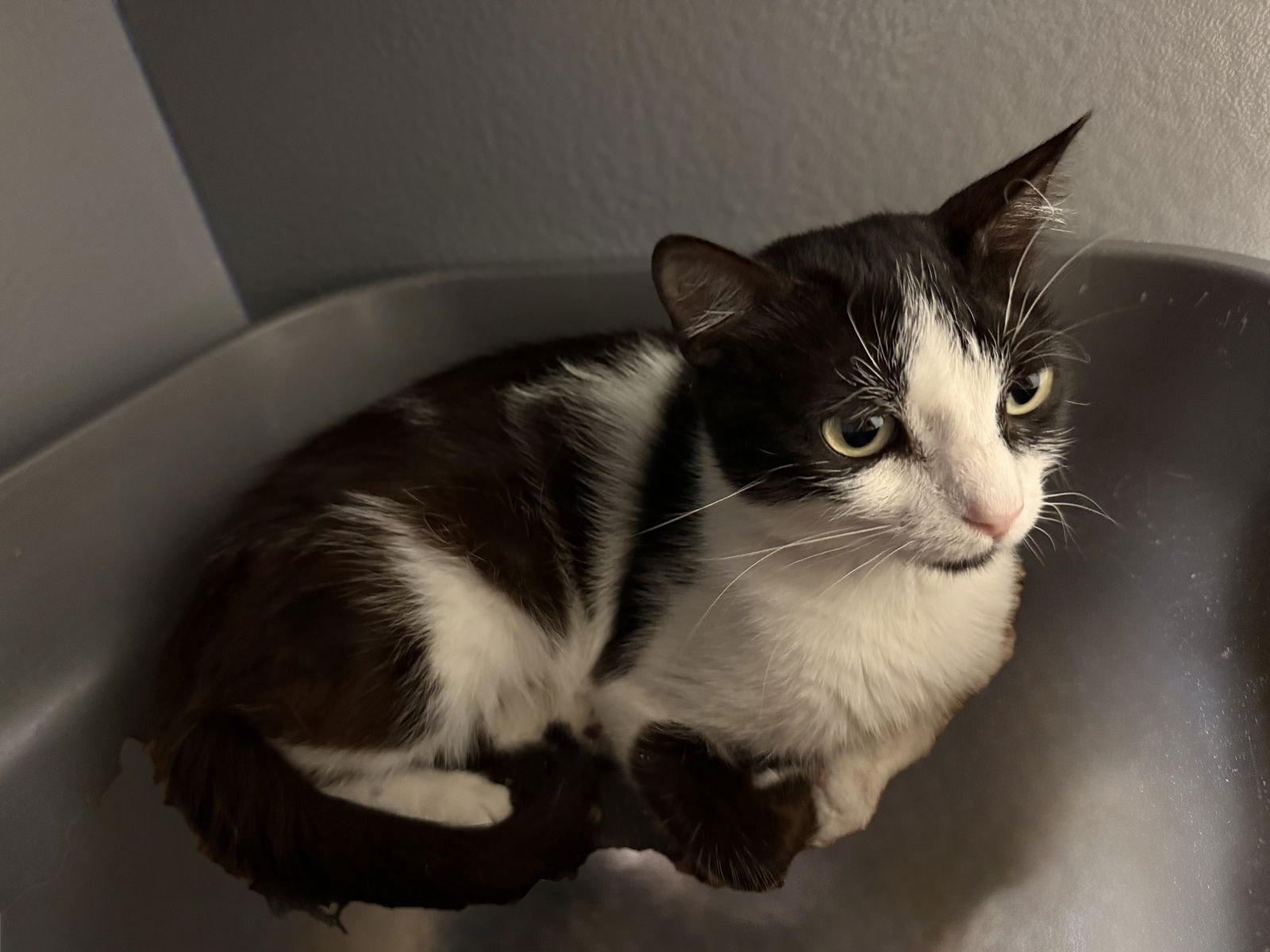 NARNIA - Domestic Short Hair available for adoption