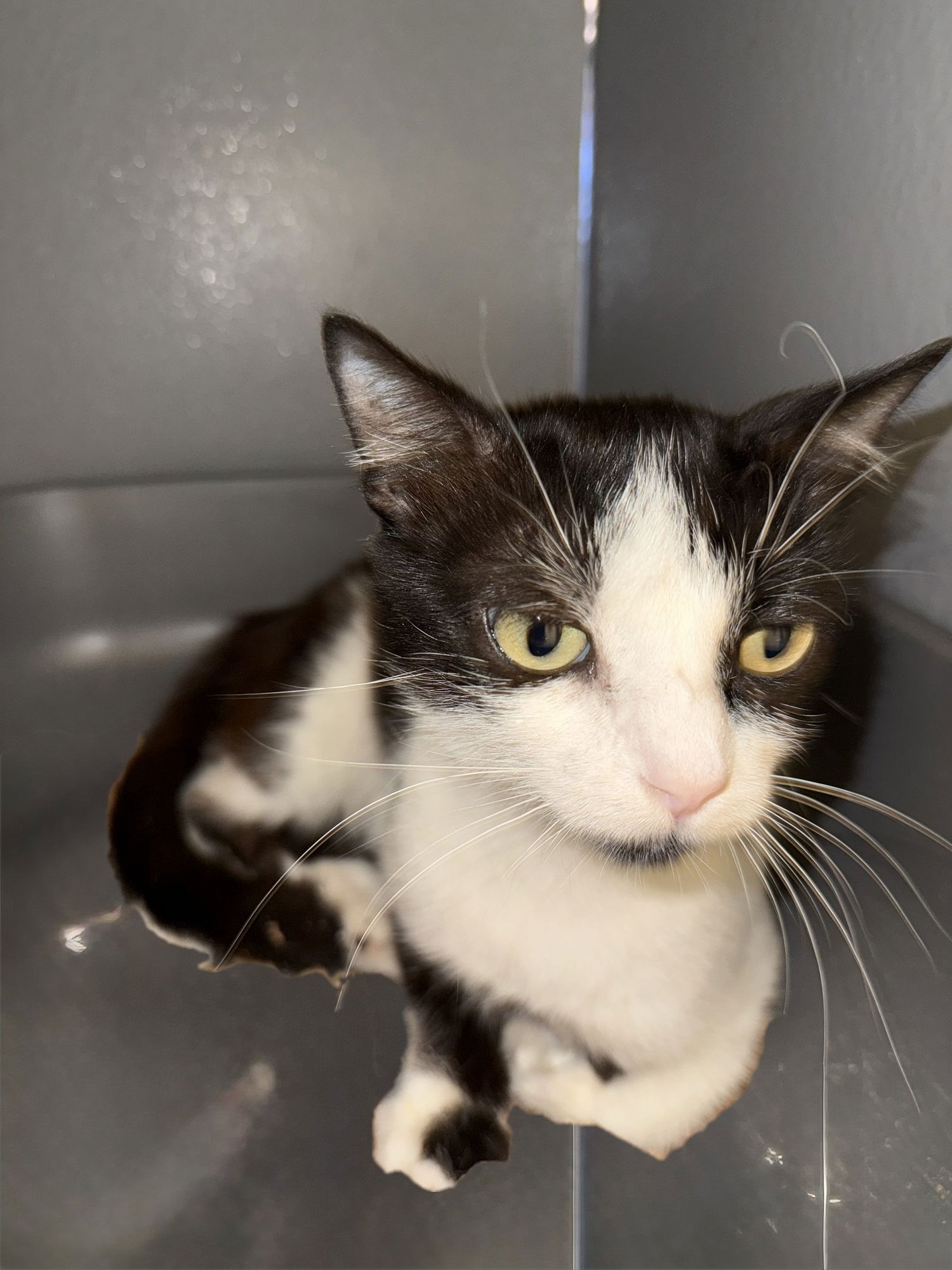 NARNIA - Domestic Short Hair available for adoption