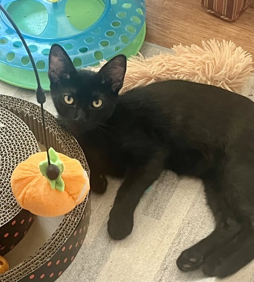BUCKIE - Domestic Short Hair available for adoption