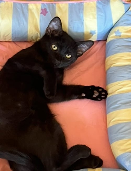 BUCKIE - Domestic Short Hair available for adoption