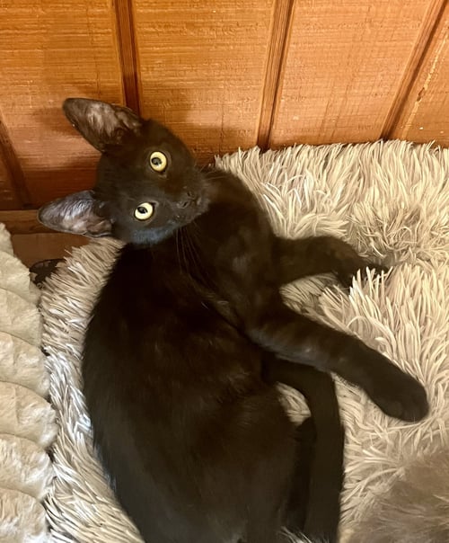 BUCKIE - Domestic Short Hair available for adoption