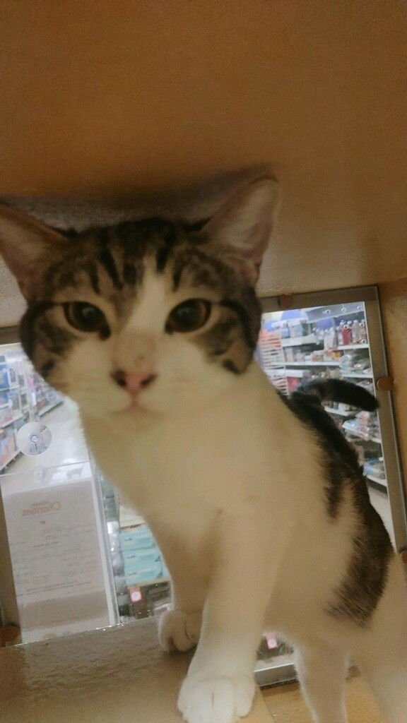 TURBO (BONDED TO REMY) - Domestic Short Hair available for adoption