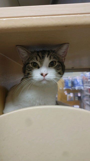 TURBO (BONDED TO REMY) - Domestic Short Hair available for adoption