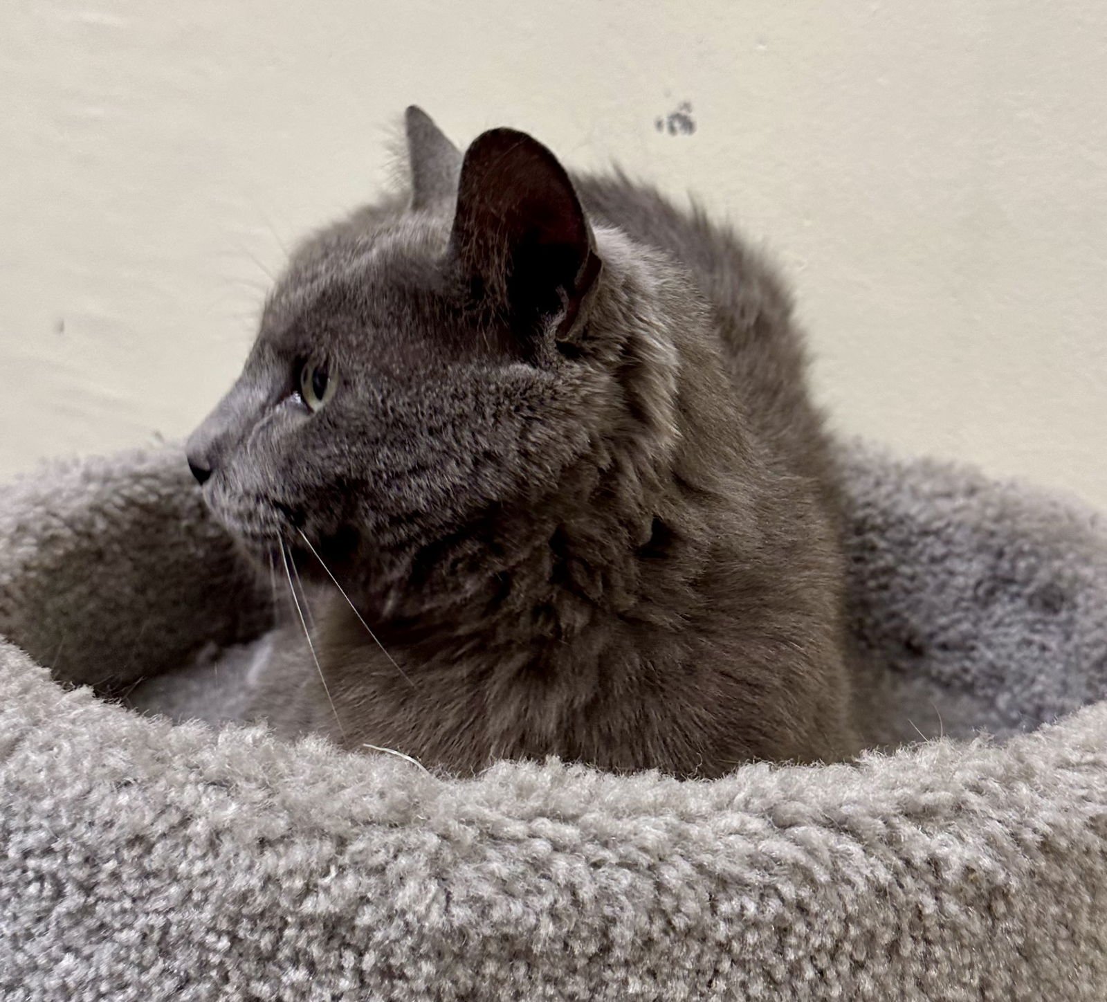 JUNO - Russian Blue / Domestic Short Hair available for adoption