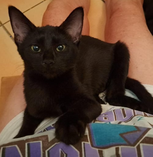 COOLANGATTA - Domestic Short Hair / Burmese available for adoption