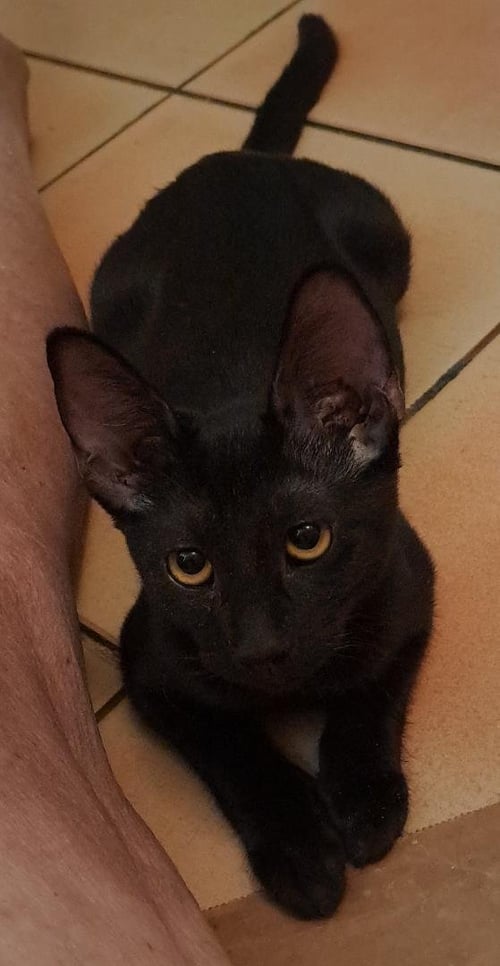 COOLANGATTA - Domestic Short Hair / Burmese available for adoption