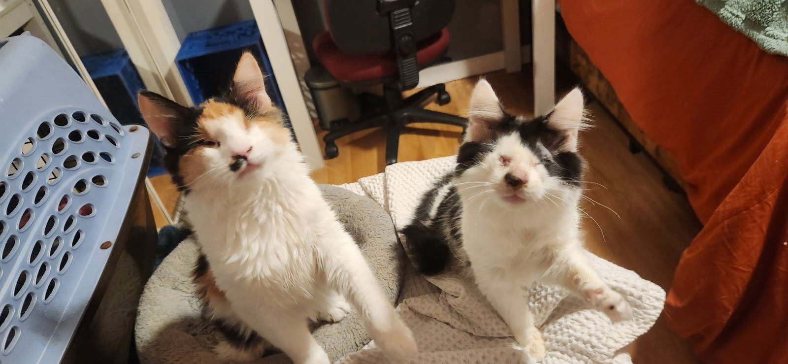 MARKO BONDED WITH ANASTASIA - Maine Coon / Norwegian Forest Cat available for adoption