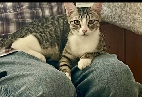 FREEDA - Domestic Short Hair / Tabby available for adoption