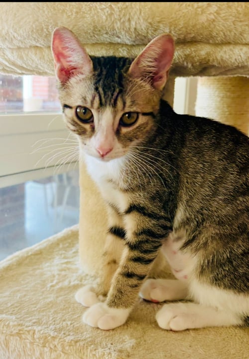 FREEDA - Domestic Short Hair / Tabby available for adoption