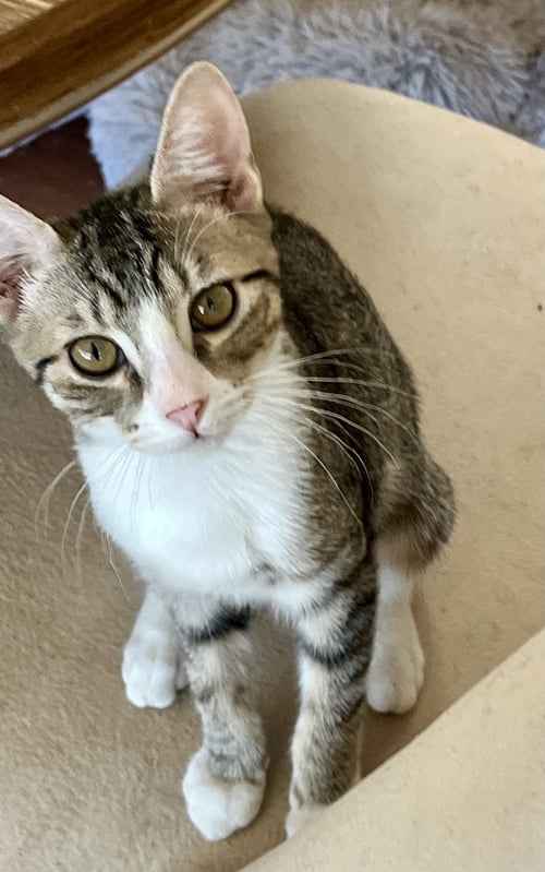 FREEDA - Domestic Short Hair / Tabby available for adoption