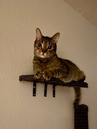 Mijo - Photo 1