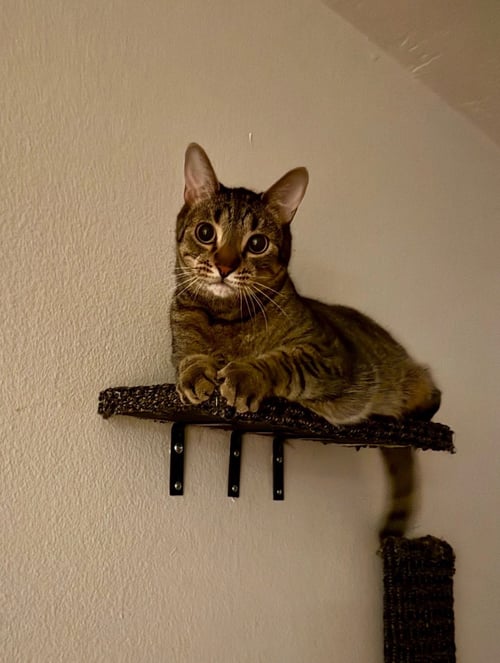 MIJO - Domestic Short Hair / Tabby available for adoption