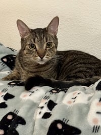Mijo - Photo 5