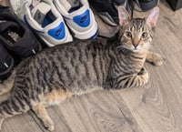Mijo - Photo 6