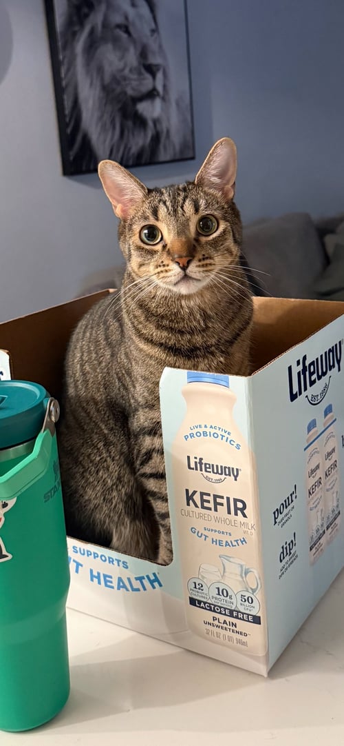 MIJO - Domestic Short Hair / Tabby available for adoption
