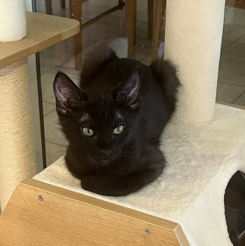 TROOPER - Domestic Medium Hair for adoption in Tempe