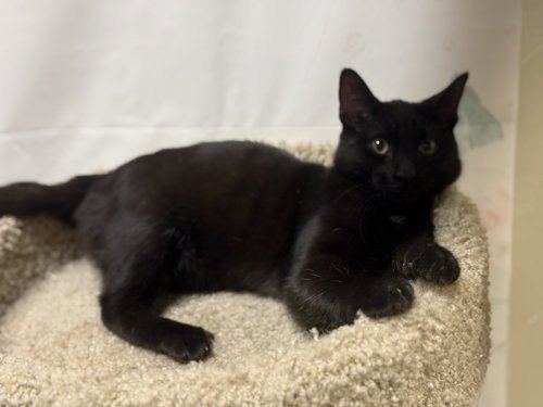 OKLAHOMA - Domestic Short Hair available for adoption