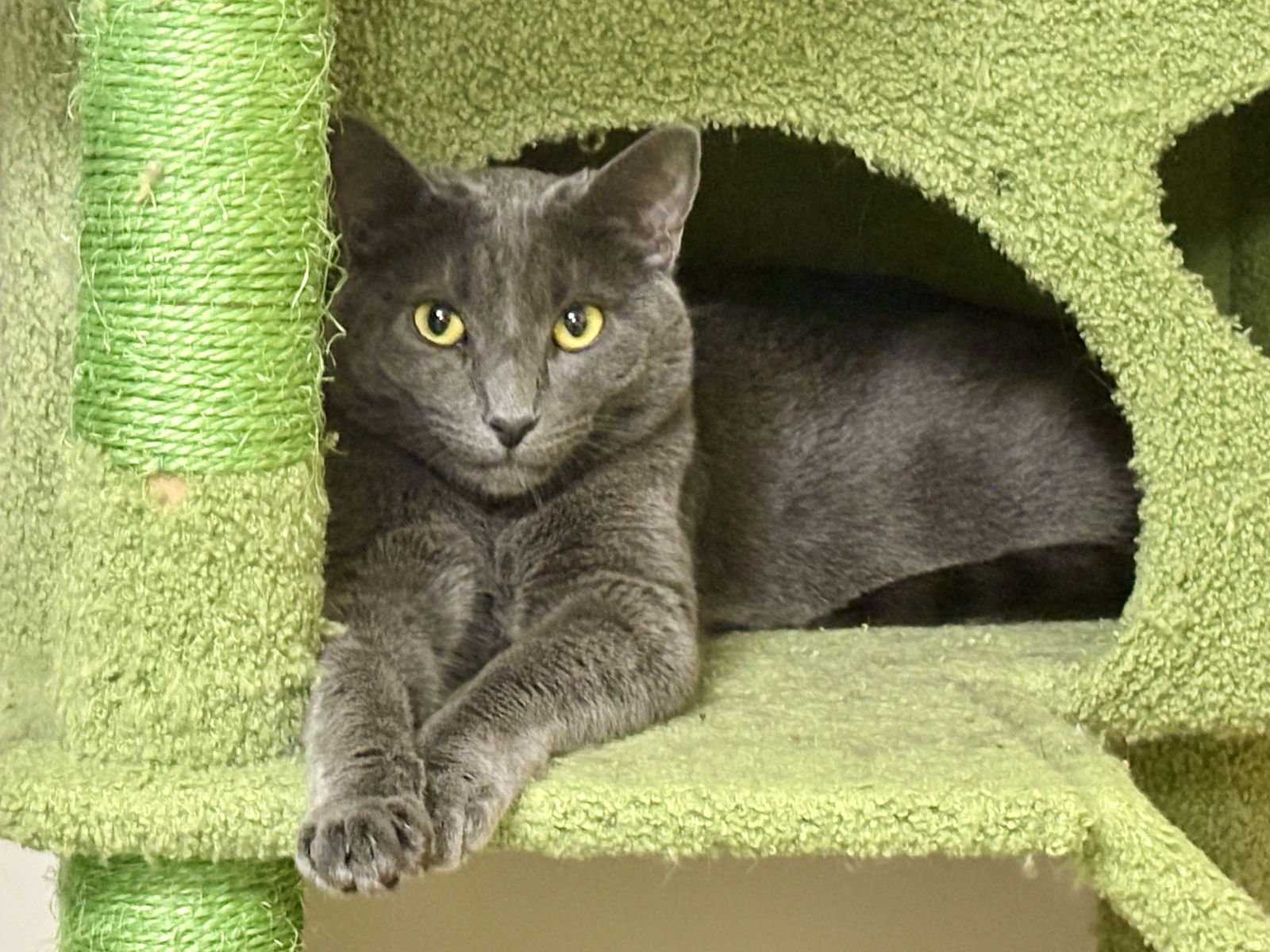 JOHNNY BONDED WITH SALLY - Russian Blue available for adoption