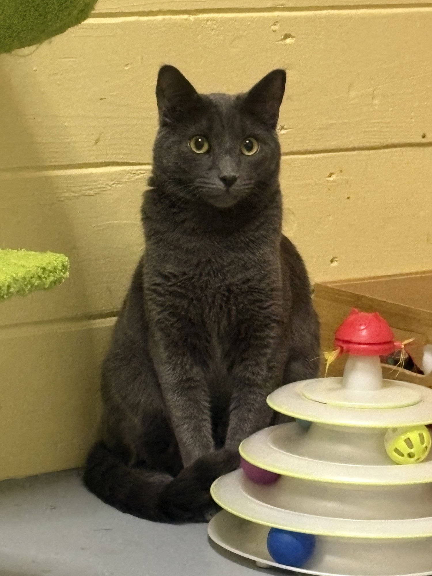 JOHNNY BONDED WITH SALLY - Russian Blue available for adoption