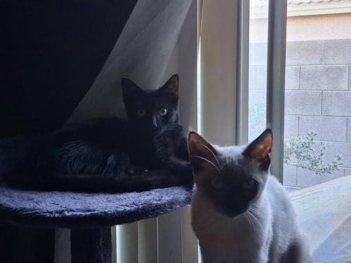 WEDNESDAY - Domestic Short Hair available for adoption