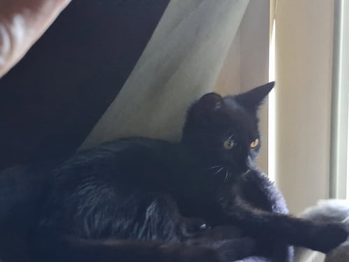WEDNESDAY - Domestic Short Hair available for adoption