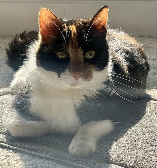 AMAI - Calico / Domestic Short Hair available for adoption