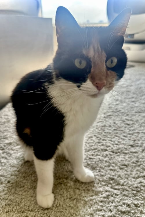 AMAI - Calico / Domestic Short Hair available for adoption