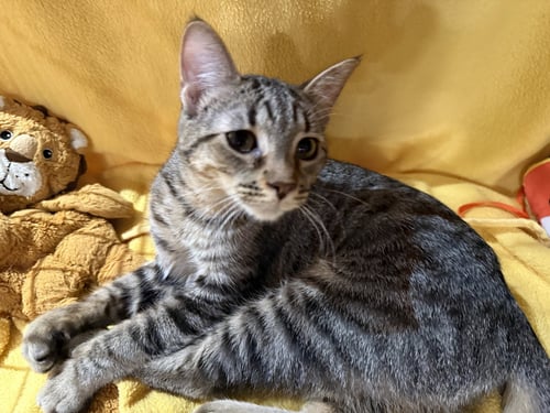 RASPBERRY - Tabby / Domestic Short Hair available for adoption